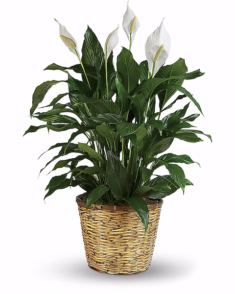 Peace Lily Large